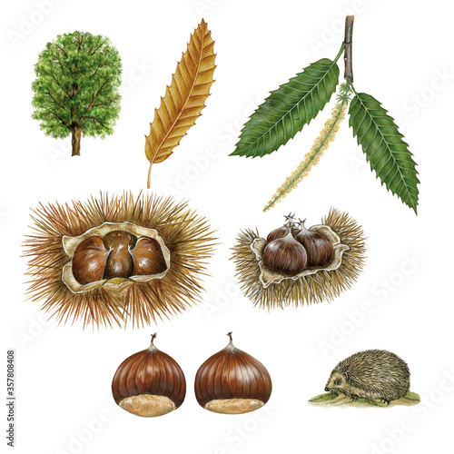 botanical illustration of chestnut tree (castanea sativa): tree, leaves, fruit and a little hedgehog. realistic illustration handmade on white background
