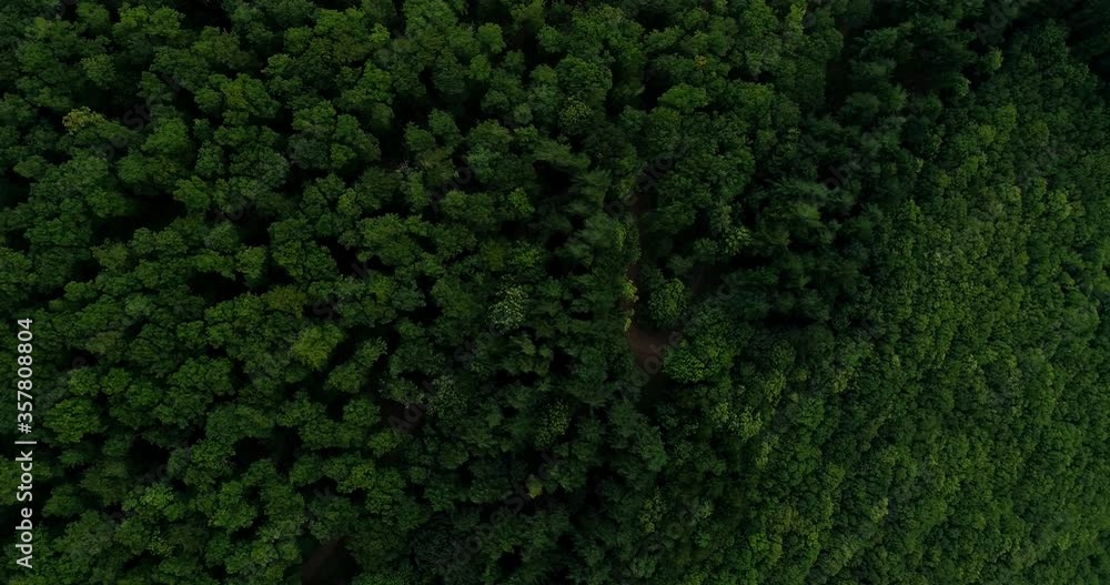 Dense forest in the Pyreneans, drone plan Dense forest in the Pyreneans, drone plan