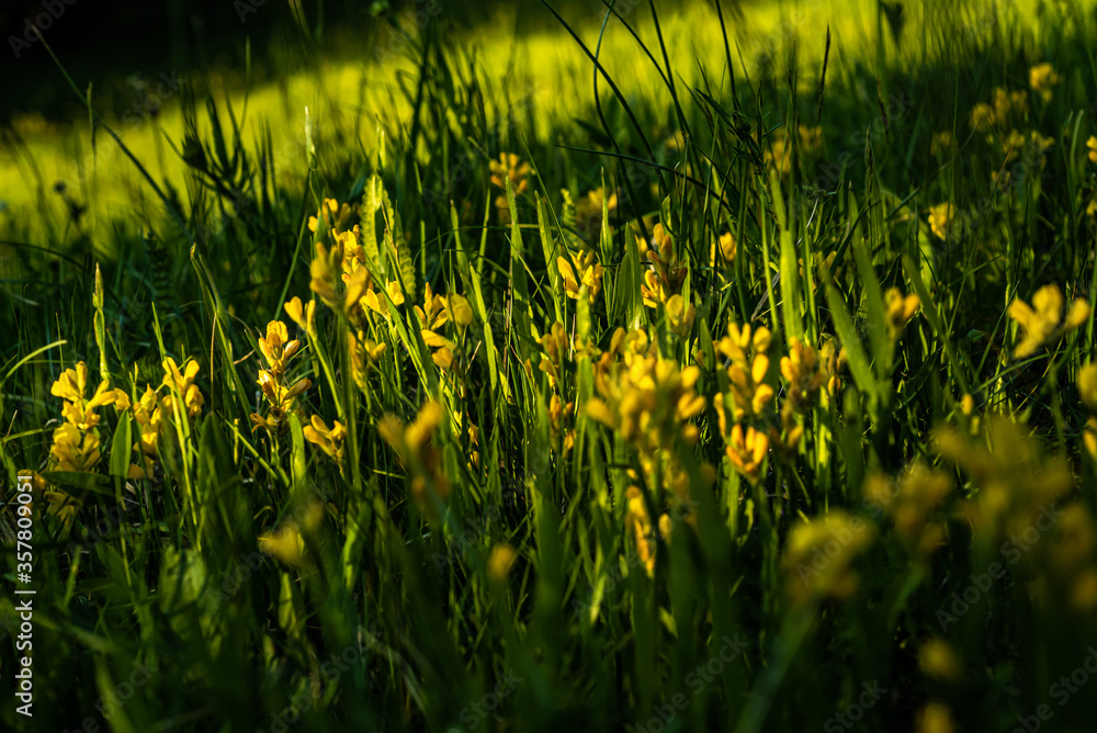 Small yellow flowers of spring meadows Small yellow flowers of spring meadows