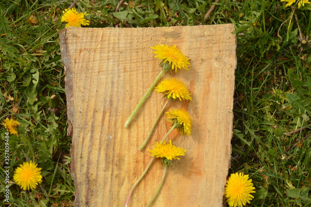 Picked dandelions