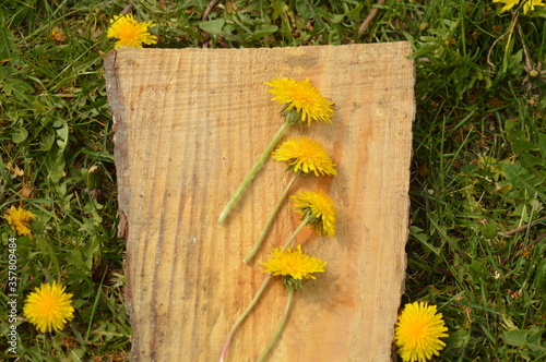 Obraz na płótnie Picked dandelions w salonie