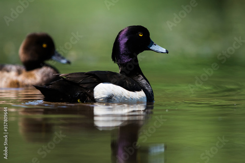 Pair of of Tufted Duck on a water. Her Latin name is Aythya fuligula.