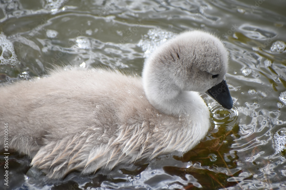 Adorable baby swan/cygnet swimming on the river Adorable baby swan/cygnet swimming on the river