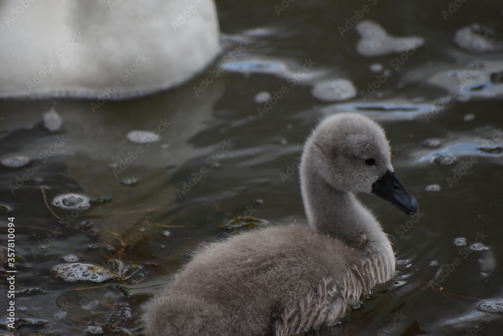 Adorable baby swan/cygnet swimming on the river Adorable baby swan/cygnet swimming on the river