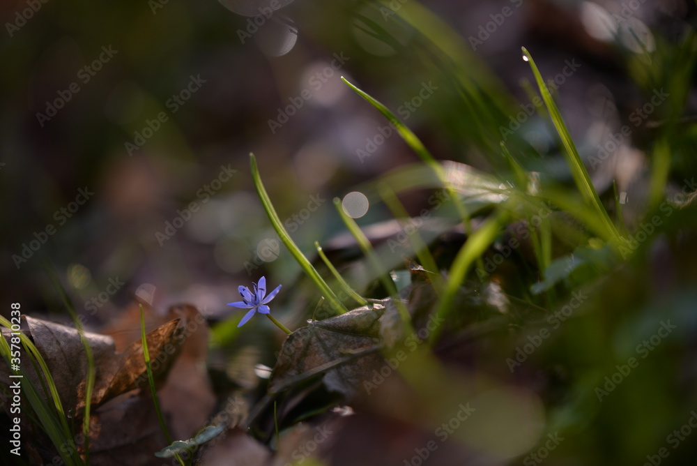 scilla bifolia plant. purple flower in early spring time scilla bifolia plant. purple flower in early spring time