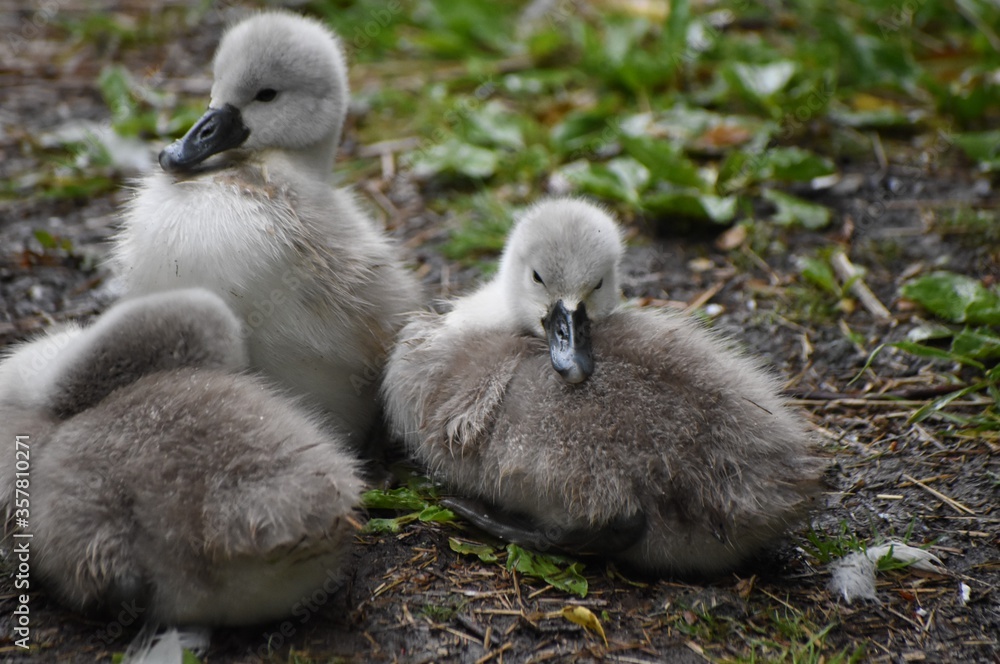 A family of adorable baby swans/cygnets huddled together by the river A family of adorable baby swans/cygnets huddled together by the river