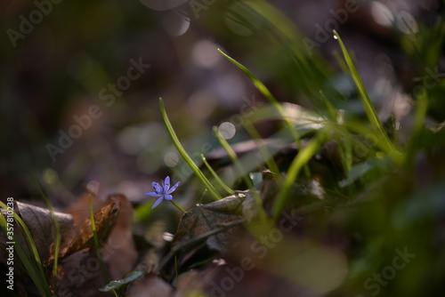 scilla bifolia plant. purple flower in early spring time