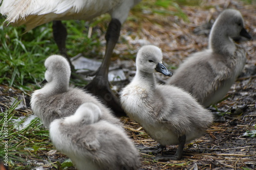 A family of adorable baby swans/cygnets huddled together by the river © Christopher Keeley