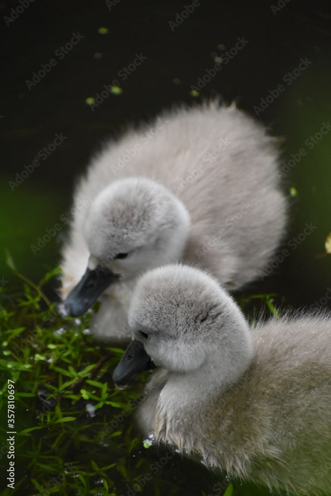 Adorable baby swan/cygnet swimming on the river Adorable baby swan/cygnet swimming on the river