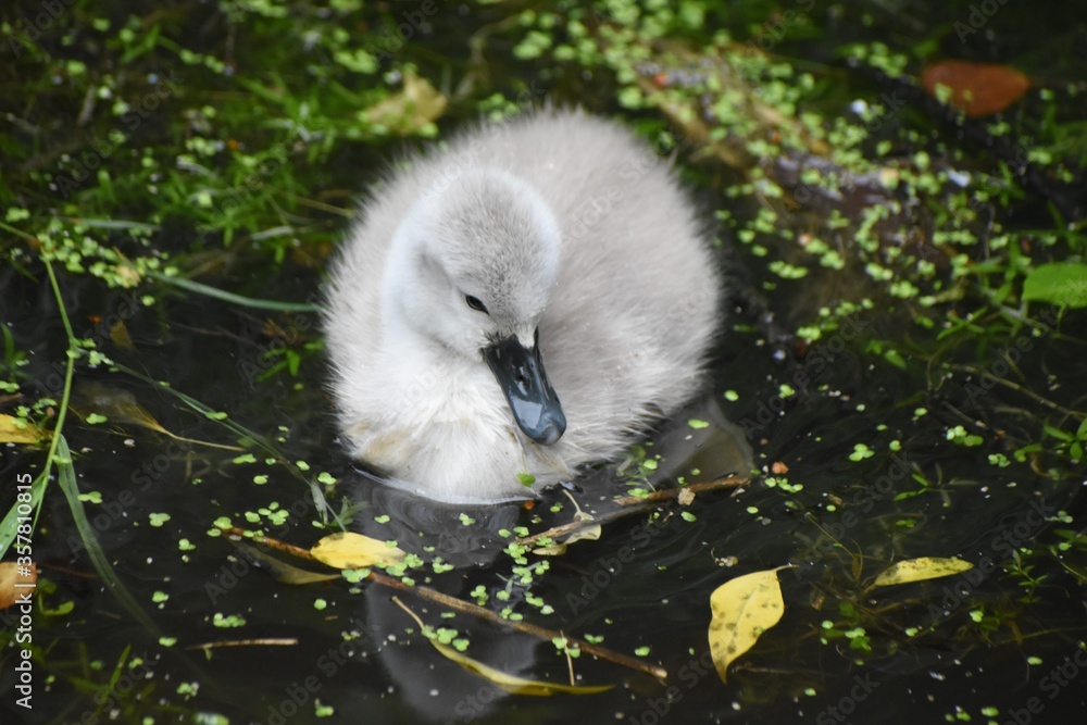 Adorable baby swan/cygnet swimming on the river Adorable baby swan/cygnet swimming on the river