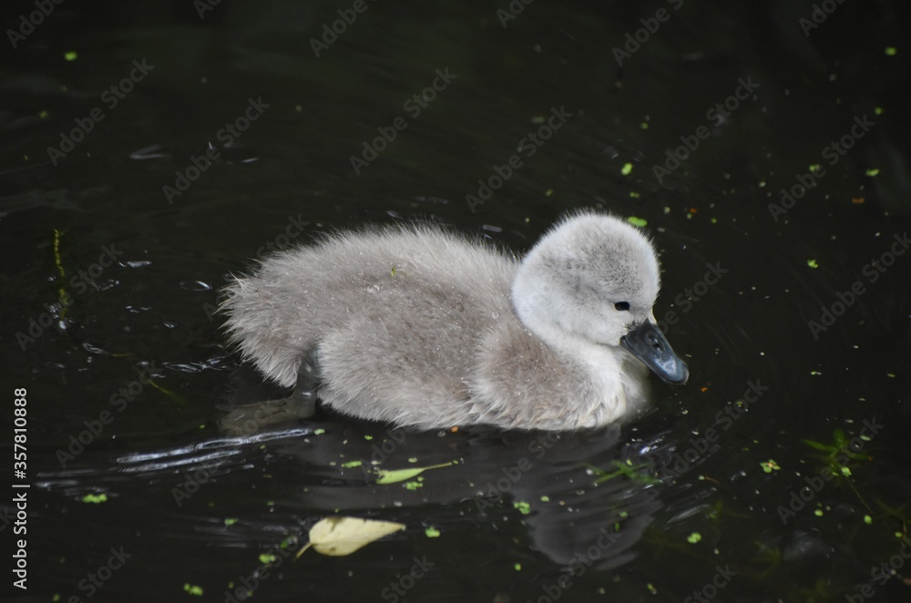 Adorable baby swan/cygnet swimming on the river