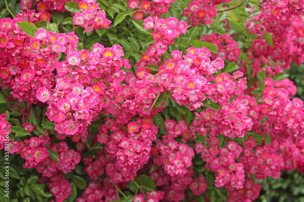Kletterrose Maria Lisa Kletterrose Maria Lisa