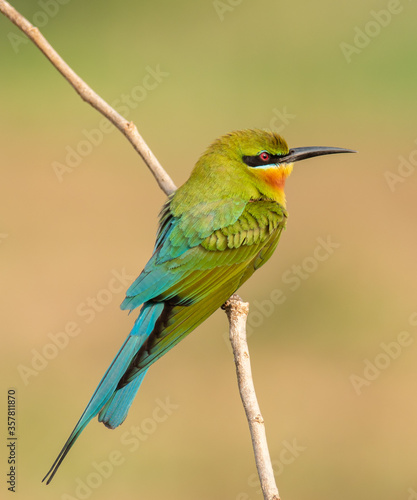 Blue tailed bee eater - animal portrait