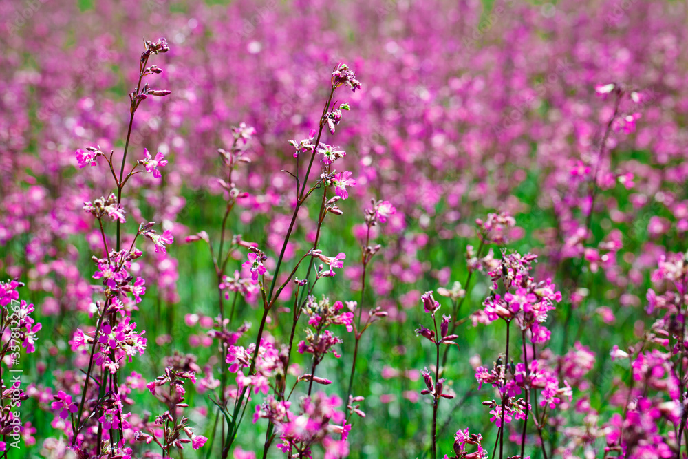 Obraz premium Purple meadow flowers among green grass on a summer day