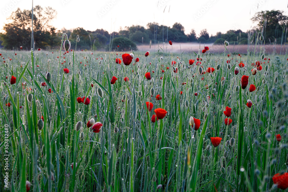 Red poppy flowers among grass with dew in a meadow at sunrise. Fog in the background