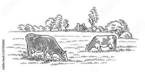 Cows grazing in a field near farm cottage. Rural landscape. Vector, isolated.	
