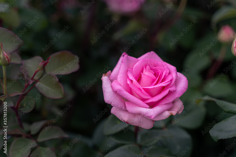 Beautiful pink rose and natural green leaf on the garden. Natural, garden. Beautiful pink rose and natural green leaf on the garden. Natural, garden.