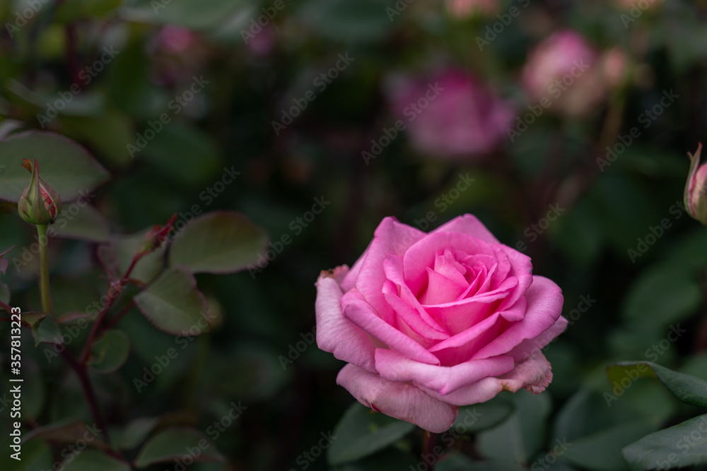 Beautiful pink rose and natural green leaf on the garden. Natural, garden. Beautiful pink rose and natural green leaf on the garden. Natural, garden.
