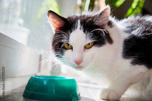 Cute young black and white cat eating food fromm green plate near glass of the window in the room. photo