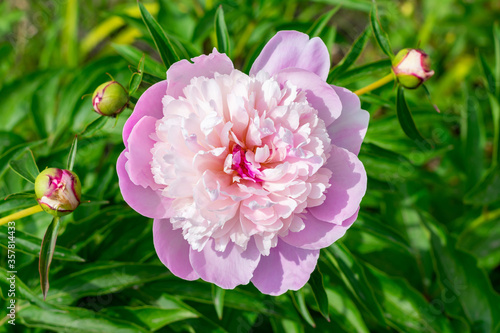 peone pink flower spring petal blossom. Summer bloom photo