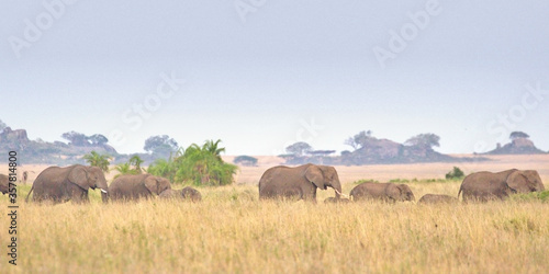Elephant Herd Marching in Line through Serengeti