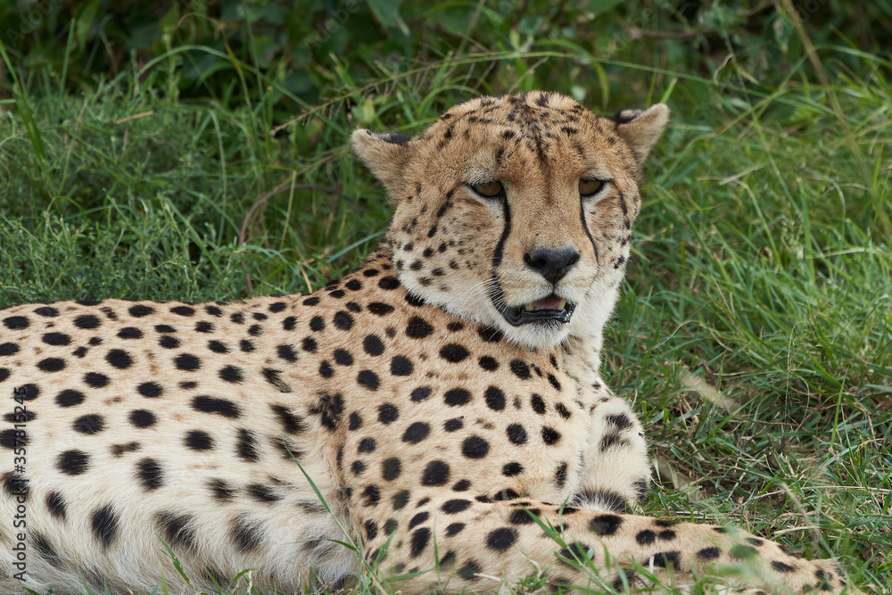 Cheetah Brothers Africa Safari Masai Mara Portrait Cheetah Brothers Africa Safari Masai Mara Portrait
