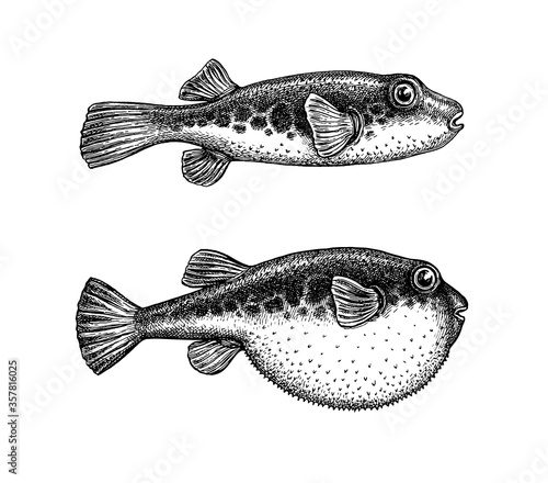 Ink sketch of fugu fish.