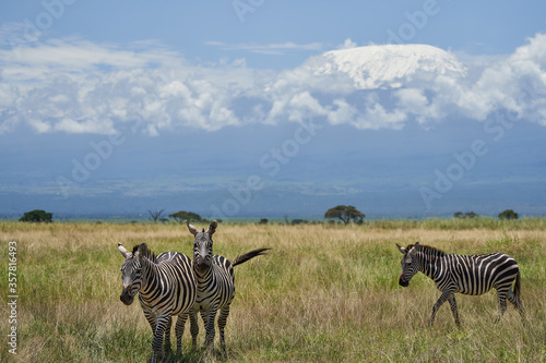  Plains zebra Equus quagga- Big Five Safari Black and white Stripped