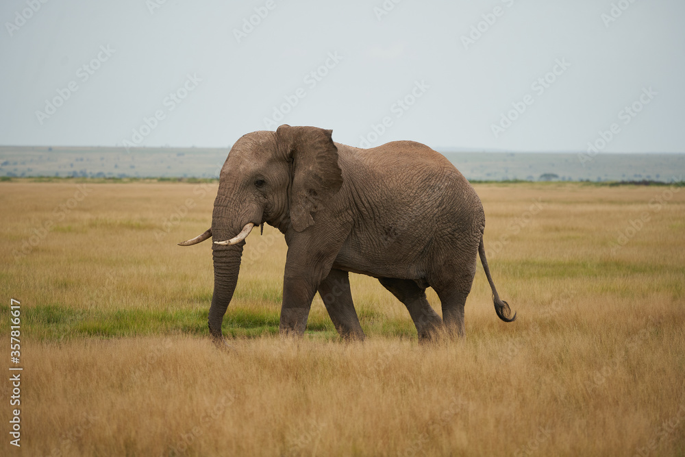Fototapeta premium Elephant Group Amboseli - Big Five Safari African bush elephant Loxodonta africana Tusker