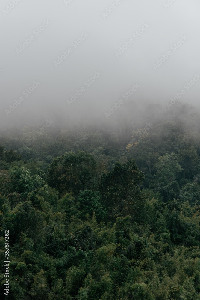 half mist and half green forest on hill background texture space for text