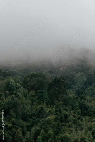 half mist and half green forest on hill background texture space for text