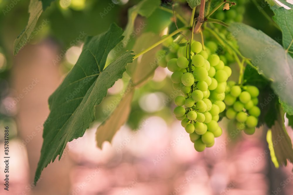 Beautiful view of lush green grapes hanging on grapevines on a sunny day. Beautiful view of lush green grapes hanging on grapevines on a sunny day.