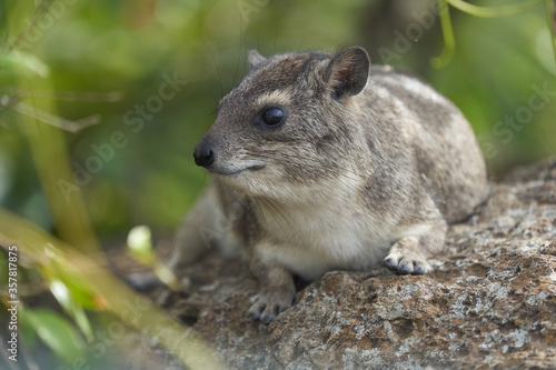 Rock Hyrax Procavia Capensis Cape Portrait Africa