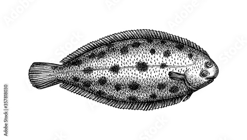 Ink sketch of common sole. photo