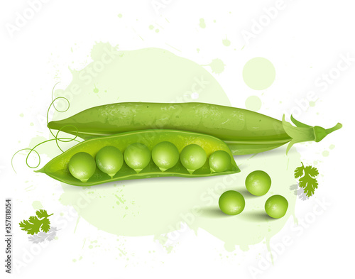 green peas vector illustration with pea bean