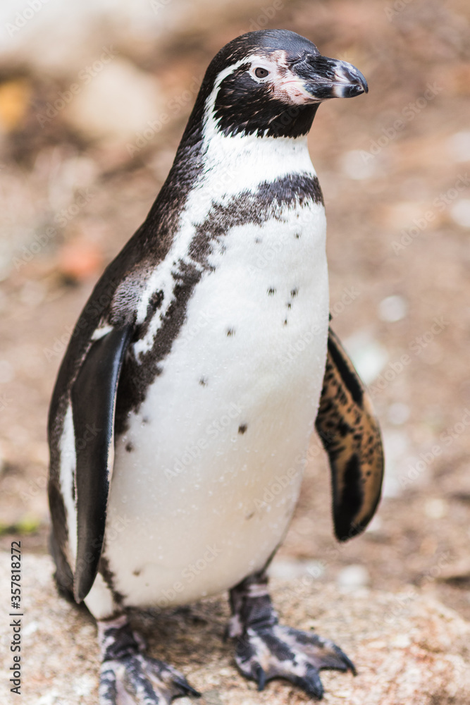 Fototapeta premium Humboldt penguin (Spheniscus humboldti) also called Peruvian Penguin or Patranca on the rocks of a cliff.