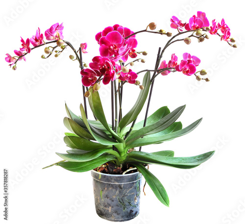 Purple potted orchid isolated on white background.