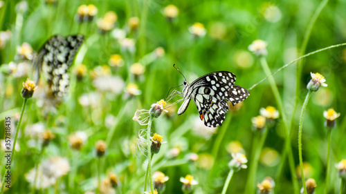 Photography Papilio demoleus or Lime butterfly