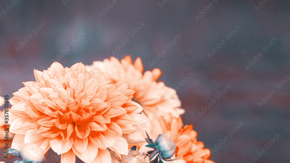 Macro shot of a orange dahlia isolated on gray background. Macro shot of a orange dahlia isolated on gray background.