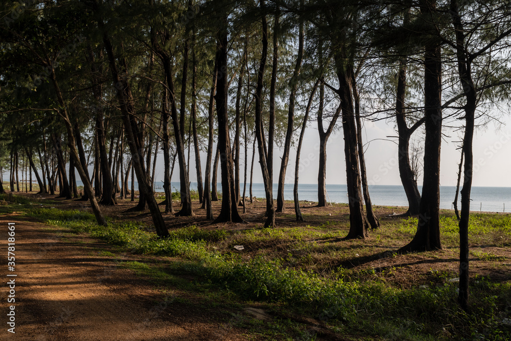 Seaside pine trees and light and shadow Seaside pine trees and light and shadow