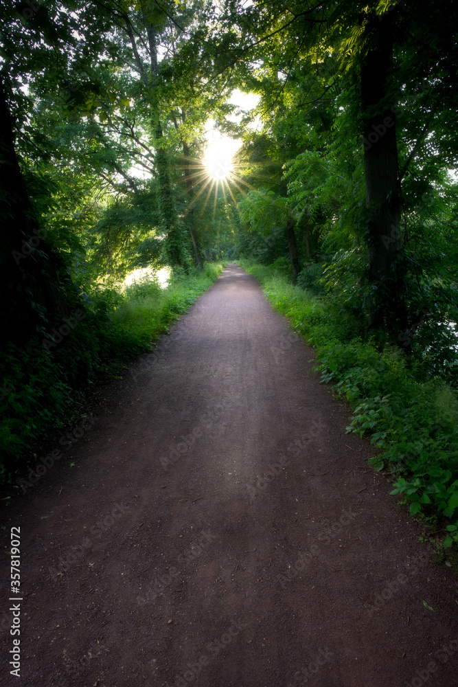 Fototapeta premium Empty trail in a forested area with the sun ahead creating sun rays