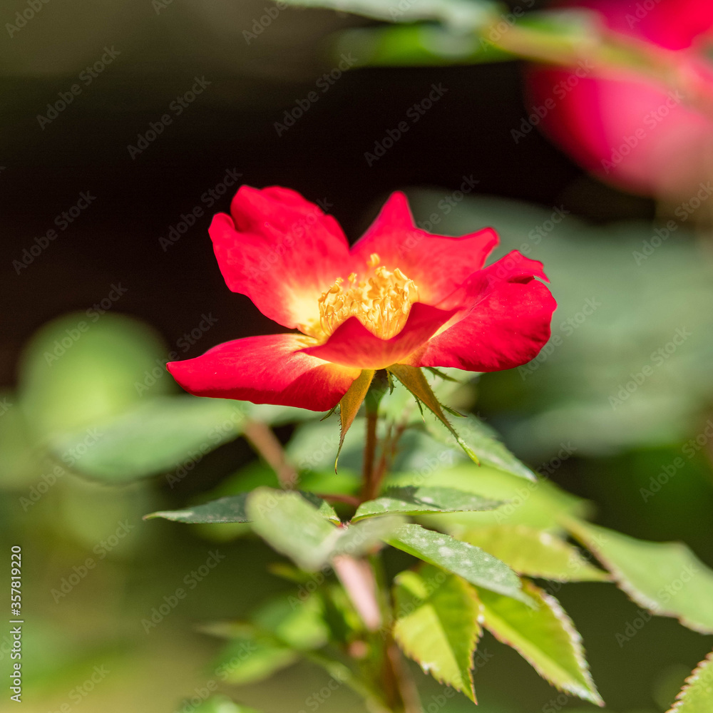 vibrant red wild rose flower close up in the garden, strong bokeh with light bubbles
