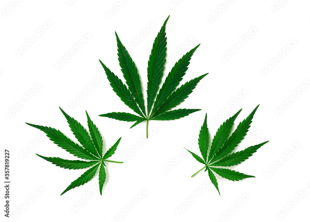 green cannabis leaf isolated on white background, top view, alternative medicine green cannabis leaf isolated on white background, top view, alternative medicine