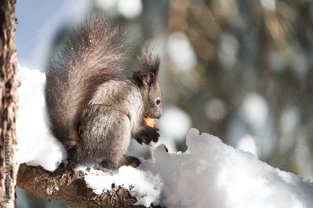 Eurasian brown red Squirrel Sciurus vulgaris Cute Snow Nut Eurasian brown red Squirrel Sciurus vulgaris Cute Snow Nut