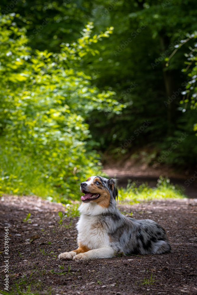 Obraz premium Dog australian shepherd blue merle waiting path on german inner border shallow depth of field