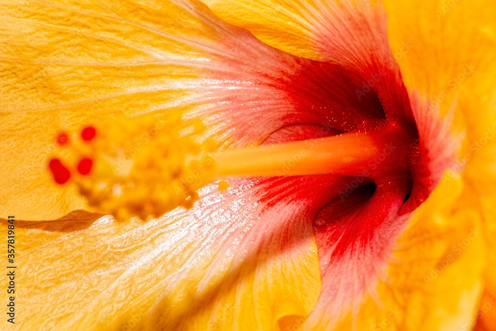 Detailed closeup of a real macro Hibiscus flower texture - obrazy, fototapety, plakaty 