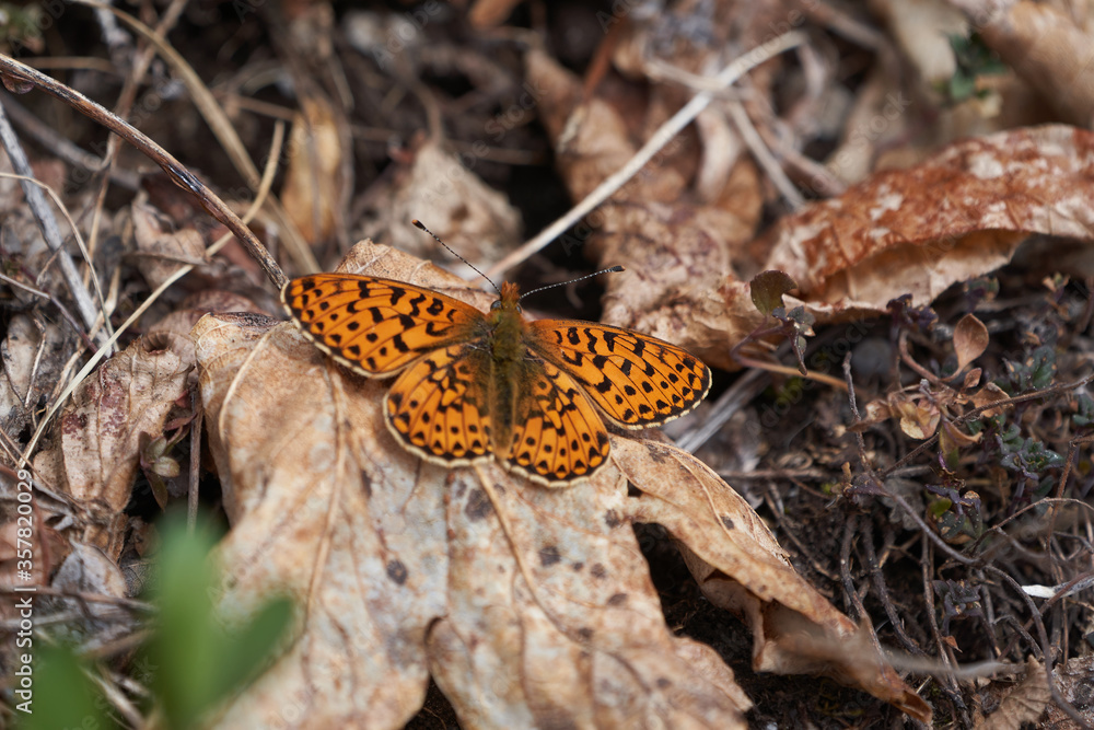 Brenthis daphne marbled fritillary butterfly orange switzerland alps mountain Nymphalidae Brenthis daphne marbled fritillary butterfly orange switzerland alps mountain Nymphalidae