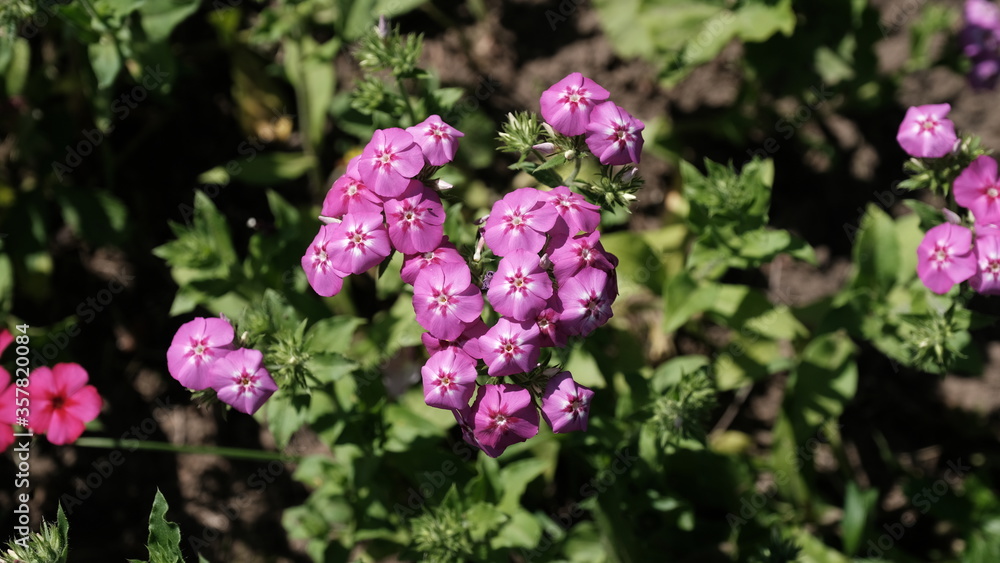 Defocused floral background for web design.
Bright flowers in a city park
Defocused floral background for web design.
Bright flowers in a city park