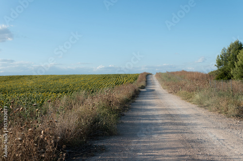 Camino de tierra entre cosecha de girasoles antes de su recolección 