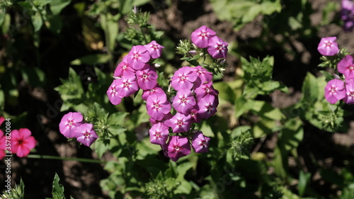  Defocused floral background for web design. Bright flowers in a city park